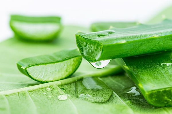 Sử dụng nha đam thường xuyên trong quá trình dưỡng & làm trắng da
